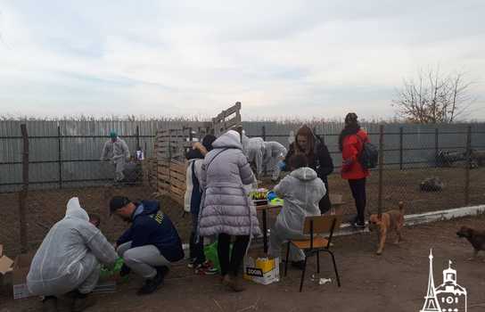 Новини Вінниці / Чи здорові дніпропетровські вівці, які перебували у «митному полоні» та відновлюються на Вінниччині, буде відомо за 5-7 днів