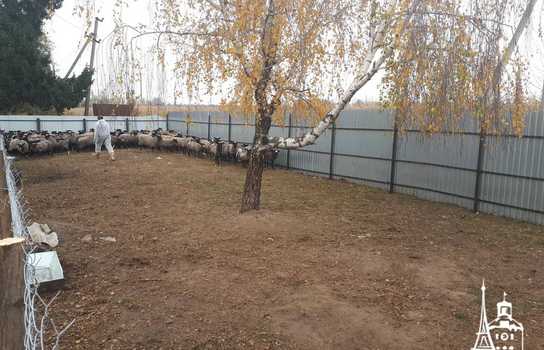 Новини Вінниці / Чи здорові дніпропетровські вівці, які перебували у «митному полоні» та відновлюються на Вінниччині, буде відомо за 5-7 днів