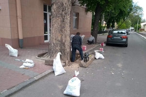 Новини Вінниці / У Вінниці при монтажі тротуарної плитки понівечили коріння дерева-довгожителя  