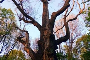 Новини Вінниці / Вінничани продовжують вражати своїми хоббі: Віта Приймак поділилась колекцією фото з деревами-велетнями