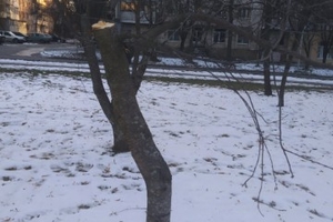 Новости Винницы и области / Вінничан просять впізнати чоловіка, який порізав вишні на Космонавтів (ФОТО, ВІДЕО) / Інформаційний портал На Париже Новини Вінниці / Вінничан просять впізнати чоловіка, який порізав вишні на Космонавтів (ФОТО, ВІДЕО)