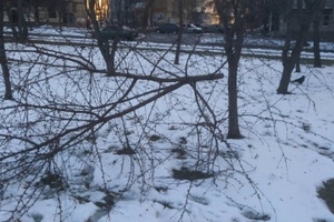 Новости Винницы и области / Вінничан просять впізнати чоловіка, який порізав вишні на Космонавтів (ФОТО, ВІДЕО) / Інформаційний портал На Париже Новини Вінниці / Вінничан просять впізнати чоловіка, який порізав вишні на Космонавтів (ФОТО, ВІДЕО)