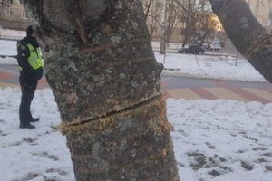 Новости Винницы и области / Вінничан просять впізнати чоловіка, який порізав вишні на Космонавтів (ФОТО, ВІДЕО) / Інформаційний портал На Париже Новини Вінниці / Вінничан просять впізнати чоловіка, який порізав вишні на Космонавтів (ФОТО, ВІДЕО)