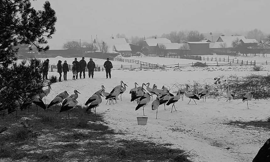 Врятувати лелек: користувачі соцмереж згуртовуються й дбають про птахів, що можуть загинути через аномальну весну / Новости Винницы и области / Інформаційний портал На Париже Новини Вінниці / Врятувати лелек: користувачі соцмереж згуртовуються й дбають про птахів, що можуть загинути через аномальну весну