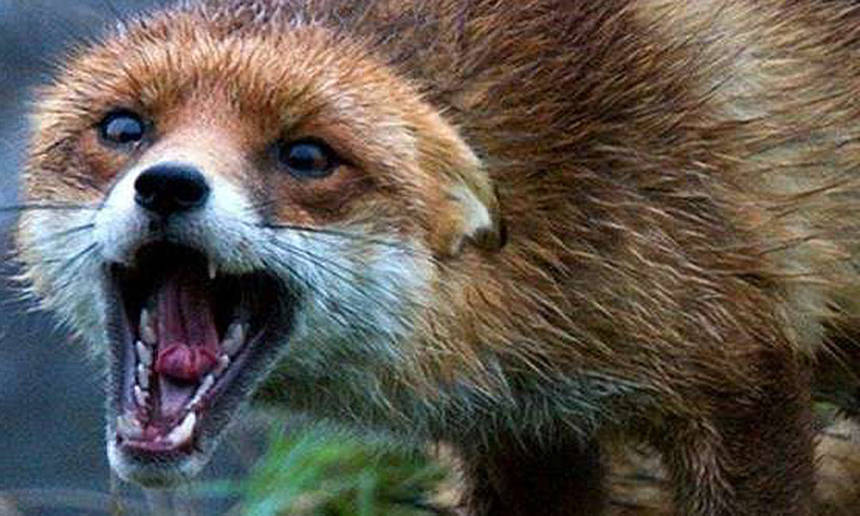 Через сказ ввели карантин ще в одному селі Вінниччини / Новости Винницы и области / Інформаційний портал На Париже Новини Вінниці / Через сказ ввели карантин ще в одному селі Вінниччини