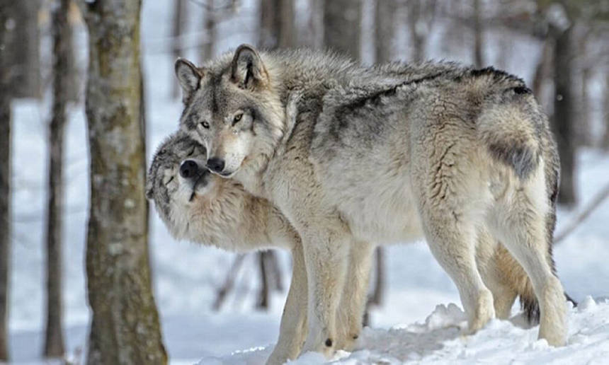 На Вінниччині завершується «перепис» диких тварин. Лісівники з'ясували, що збільшилася кількість вовків / Новости Винницы и области / Інформаційний портал На Париже Новини Вінниці / На Вінниччині завершується «перепис» диких тварин. Лісівники з'ясували, що збільшилася кількість вовків