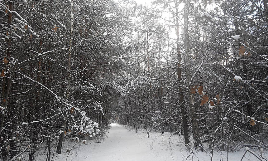 На Вінниччині копи й лісівники шукали двох дітей, які заблукали у лісі / Новости Винницы и области / Інформаційний портал На Париже Новини Вінниці / На Вінниччині копи й лісівники шукали двох дітей, які заблукали у лісі