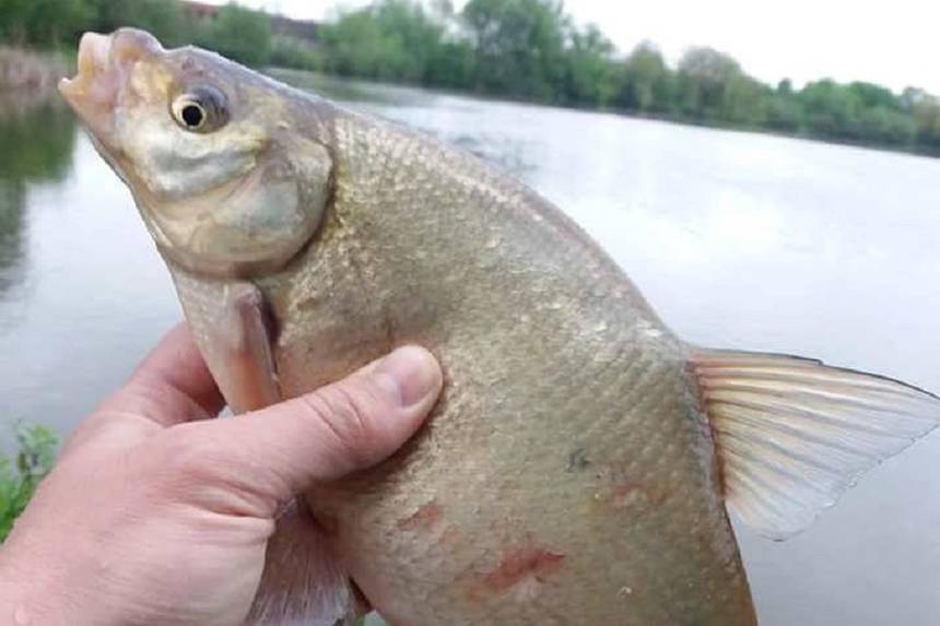 Чому задихається риба у Тиврівському районі на Вінниччині? / Новости Винницы и области / Інформаційний портал На Париже Новини Вінниці / Чому задихається риба у Тиврівському районі на Вінниччині?