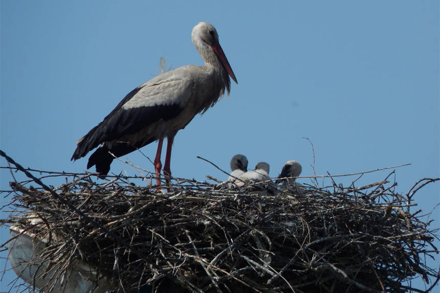 В небі з лелеками. Як вінничани «політали» разом з граційними птахами (ВІДЕО) / Новости Винницы и области / Інформаційний портал На Париже Новини Вінниці / В небі з лелеками. Як вінничани «політали» разом з граційними птахами (ВІДЕО)