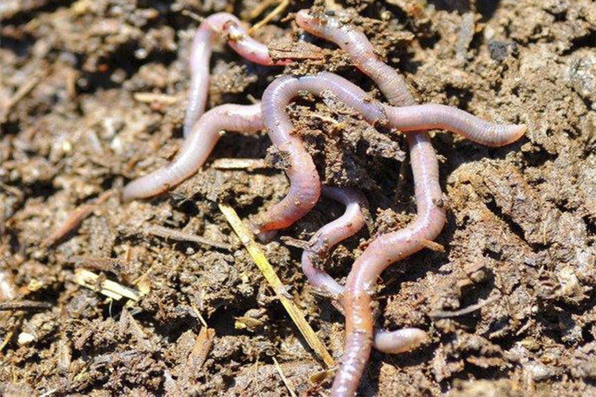 Вінничани планують розводити каліфорнійських черв'яків / Новости Винницы и области / Інформаційний портал На Париже Новини Вінниці / Вінничани планують розводити каліфорнійських черв'яків