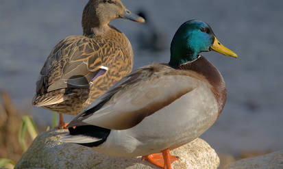 На Вінниччині лісівники взялись за розведення крижнів (ВІДЕО) / Новости Винницы и области / Інформаційний портал На Парижі Новини Вінниці / На Вінниччині лісівники взялись за розведення крижнів (ВІДЕО)