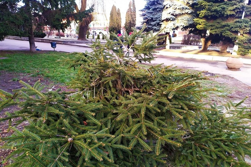 На Вінниччині вандали понівечили кілька ялинок в центрі міста / Новости Винницы и области / Інформаційний портал На Париже Новини Вінниці / На Вінниччині вандали понівечили кілька ялинок в центрі міста