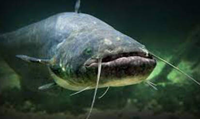 В Гайсині на Вінниччині у шлунку сома знайшли діамант. Містяни відшукують його історичне походження / Новости Винницы и области / Інформаційний портал На Парижі Новини Вінниці / В Гайсині на Вінниччині у шлунку сома знайшли діамант. Містяни відшукують його історичне походження