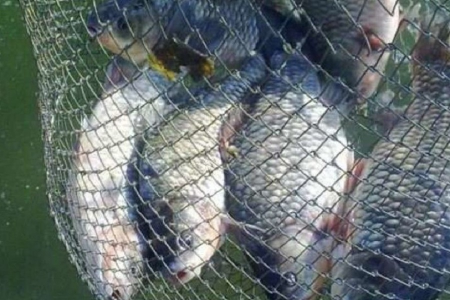 Впіймав понад 245 кілограмів риби: браконьєр з Вінниччини «відзначився» на Хмельниччині / Новости Винницы и области / Інформаційний портал На Париже Новини Вінниці / Впіймав понад 245 кілограмів риби: браконьєр з Вінниччини «відзначився» на Хмельниччині