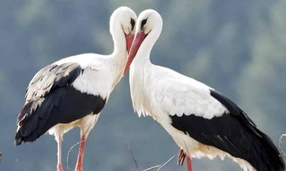 На Вінниччині село перетворилося на «Лелечій край» (ВІДЕО) / Новости Винницы и области / Інформаційний портал На Парижі Новини Вінниці / На Вінниччині село перетворилося на «Лелечій край» (ВІДЕО)