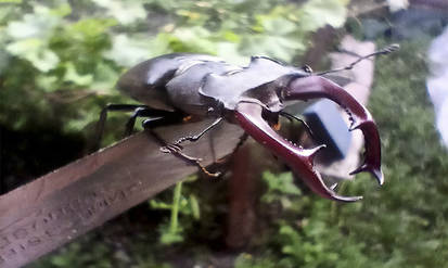 Через соцмережі вінничан закликають не вбивати червонокнижних жуків-оленів, які летять на неонове світло вивісок / Новости Винницы и области / Інформаційний портал На Парижі Новини Вінниці / Через соцмережі вінничан закликають не вбивати червонокнижних жуків-оленів, які летять на неонове світло вивісок