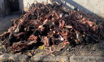 Екологічна «бомба»: під Калинівкою на Вінниччині ветсанзавод створив стихійне сміттєзвалище і скидав рештки тварин на поле / Новости Винницы и области / Інформаційний портал На Парижі Новини Вінниці / Екологічна «бомба»: під Калинівкою на Вінниччині ветсанзавод створив стихійне сміттєзвалище і скидав рештки тварин на поле