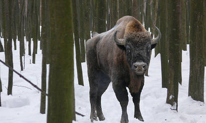 Вінницькі зубри стали «зірками» соцмереж / Новости Винницы и области / Інформаційний портал На Парижі Новини Вінниці / Вінницькі зубри стали «зірками» соцмереж
