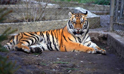 Подільський зоопарк прийняв переселенців – уссурійську тигрицю та ягуара / Новости Винницы и области / Інформаційний портал На Парижі Новини Вінниці / Подільський зоопарк прийняв переселенців – уссурійську тигрицю та ягуара