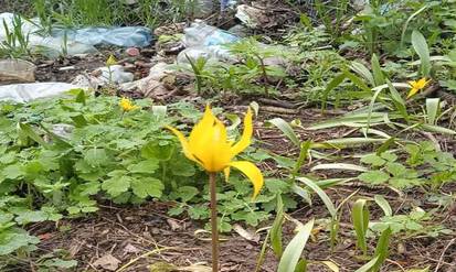 На Вінниччині сміттям знищують популяцію рідкісного дикого тюльпана / Новости Винницы и области / Інформаційний портал На Парижі Новини Вінниці / На Вінниччині сміттям знищують популяцію рідкісного дикого тюльпана
