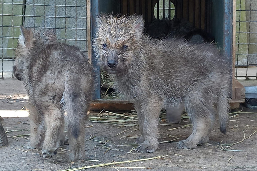 У Подільському зоопарку Вінниці козячим молоком вигодували полярних вовченят, які втратили матір / Новости Винницы и области / Інформаційний портал На Париже Новини Вінниці / У Подільському зоопарку Вінниці козячим молоком вигодували полярних вовченят, які втратили матір
