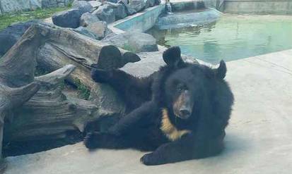 У Подільському зоопарку нова мешканка: «вінничанкою» стала гімалайська ведмедиц / Новости Винницы и области / Інформаційний портал На Парижі Новини Вінниці / У Подільському зоопарку нова мешканка: «вінничанкою» стала гімалайська ведмедиц